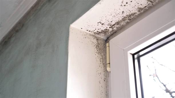 Best Residential Mold Remediation in Winnsboro, SC