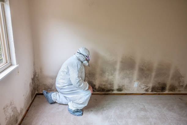 Best Post-Flood Mold Remediation in Winnsboro, SC